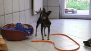 Pinscher Dame Püppi