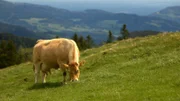 Das steirische Almenland.