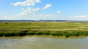 Schilfgürtel Neusiedlersee.