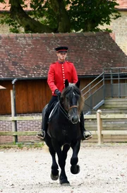 Das Percheron-Pferd stammt aus der Region Le Perche in der Normandie, im Nordwesten Frankreichs. Hier werden seit über tausend Jahren Pferde gezüchtet.
