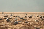 Die Weibchen der Arrauschildkröte erklimmen einmal im Jahr die Sandbänke des Amazonas, um ihre Eier zu legen. Durch die Veränderung des weltweiten Klimas beginnen viele Jungtiere zu ertrinken.