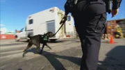 Vancouver, Canada: A sniffer dog on the hunt for the CBSA (Canada Border Service Agency).