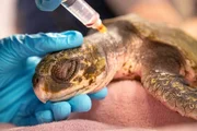 Durch sich verändernde Meeresströmungen verschlägt es Karibische Bastardschildkröten immer wieder viel zu weit in den Norden, und sie werden an die Strände gespült. Naturschützer sammeln die bewegungsunfähigen Schildkröten ein. Im New England Aquarium in Boston ist man mittlerweile darauf spezialisiert, die hilflosen Meeresbewohner zu behandeln.