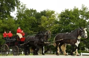 Percherons – diese großen und kräftigen Pferde galten lange als ideale Zug- und Arbeitstiere, vor allem in der Landwirtschaft. Nach dem Zweiten Weltkrieg verloren sie an Bedeutung.