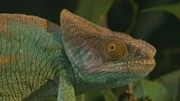 Chamäleons sind berühmt für ihre Farbwechsel.