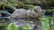 Fischotter bewegen sich elegant, schnell und lautlos durchs Wasser. An der Biebrza kann man sie mit Glück auch mal an Land sehen, da sie hier noch recht ungestört ihren Aktivitäten nachgehen können.