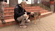 Hund Ryan hat im Ukraine-Krieg ein Bein verloren und wurde von Judith Pein nach Deutschland gebracht.