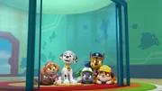L-R: Zuma, Skye, Marshall, Rocky, Chase, Rubble