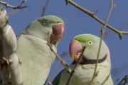 Ein Sittichpärchen bei der Annäherung