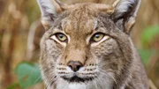In Europa gibt es zwei heimische wilde Katzenarten. Der Luchs ist durch seine auffälligen Haarpinsel an den Ohren gut von der Wildkatze zu unterscheiden. Beide Katzenarten sind sehr scheu und selten in freier Wildbahn zu sehen.