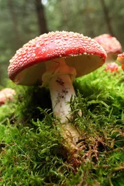 Der Fliegenpilz ist einer der bekanntesten Giftpilze in unseren Wäldern.
