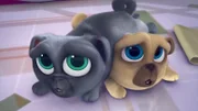 L-R: Bingo und Rolly
