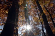 Die Lufttemperatur und die Menge des einfallenden Lichtes steuern die meisten Abläufe des Lebens im Wald.