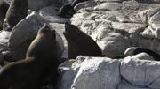Jeder Seebär erzeugt eine einzigartige, ganz individuelle Stimme.