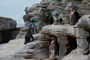 Seifenblasen fuer die Humboldtpinguine