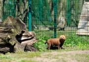 Die vier Waldhunde, fünf Wochen alt, sollen heute gewogen werden.