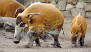 Mitten in Berlin gibt es zwei Oasen für Tiere: den artenreichen Zoo Berlin und den größten Landschaftstiergarten Europas, den Tierpark Berlin. Hier kommen unzählige Zoobabies auf die Welt.