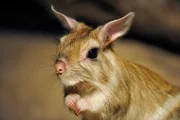 In Berlin gibt es zwei Oasen für Tiere. Den artenreichen Zoo Berlin. Und den Tierpark Berlin - der größte Landschaftstiergarten Europas. In diesem Paradies kommen unzählige Zoobabies auf die Welt. Die Krauskopfpelikane im Zoo haben diesmal spät gebrütet. Für ihren Nachwuchs war es schon zu kalt, um draußen im Nest aufzuwachsen. Ziehvater Yancy Rentz hat sich ihrer angenommen. Foto: Springhase im Zoo Berlin.