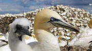 Vor der walisischen Küste brüten rund 80.000 Basstölpeln in der weltweit dritt größten Brutkolonie.