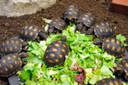 ARD/rbb ZOOBABIES (5), "Geschichten aus dem Zoo Berlin und aus dem Tierpark Berlin", am Samstag (29.03.14) um 10:30 Uhr im ERSTEN. Bei den Köhlerschildkröten im Tierpark Berlin herrscht gerade Geburtenboom.