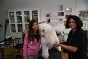 An das Stillsitzen auf dem Friseurtisch muss sich mancher Hund erst gewöhnen. Königspudel Pepone hat es schon drauf.