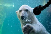 Eisbaerin Lale unter Wasser