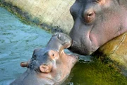 Mitten in Berlin gibt es zwei Oasen für Tiere: den artenreichen Zoo Berlin und den größten Landschaftstiergarten Europas, den Tierpark Berlin. Hier kommen unzählige Zoobabies auf die Welt.