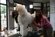 Einen guten Hundefriseur erkennt man daran, dass er per Hand schneidet.