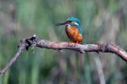 Eisvogel.