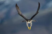 Wanderfalke