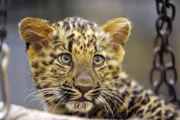ARD/rbb ZOOBABIES (6), "Geschichten aus dem Zoo Berlin und dem Tierpark Berlin", am Mittwoch (01.10.14) um 11:35 Uhr im ERSTEN. Chinaleopardin Nehama ist vier Wochen alt. Die Tierpfleger haben das Jungtier zum Wiegen und Kontrollieren in die Futterküche gebracht. Sie schauen sich auch das Gebiss an: die Zähne sind alle durch.  Mit zwei Monaten wird das Gebiss von Nehama so weit sein, dass sie feste Nahrung zu sich nehmen kann.