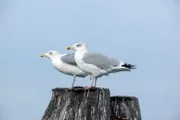 Silbermöwe.