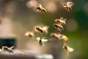 Bienen