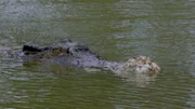Salzwasser Krokodil