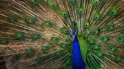Das Leben in Farbe mit David Attenborough - Produktionsfotos