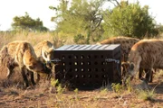 Group of hyenas around puzzle box