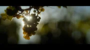 Dirty Little Secrets taucht ein in die verführerische Welt des Alkohols und deckt kleine und große Geheimnisse auf. Es geht um Seilschaften, Machtspiele und jede Menge Geld. In Deutschland spielt Alkohol in vielen Regionen eine wichtige Rolle, auch wirtschaftlich – zum Beispiel in der Pfalz der Weinanbau.