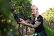 Winzerin Shanna Reis bei der Handlese im ältesten Weinberg in Aspisheim/Rheinhessen.