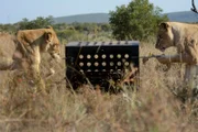 two lions pulling on puzzle box (cooperative / coordination challenge)