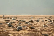 Die Weibchen der Arrauschildkröte erklimmen einmal im Jahr die Sandbänke des Amazonas, um ihre Eier zu legen. In der Vergangenheit funktionierte ihr Timing perfekt und die Jungen schlüpften, bevor die Regenzeit die Nester überschwemmte. Durch die Veränderung des weltweiten Klimas beginnt es jedoch immer früher zu regnen und viele Jungtiere ertrinken jedes Jahr in ihren Sandhöhlen.