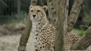 Er kann zwitschern wie ein Vögelchen - ein Gepard im Tiergarten Schönbrunn.