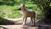 Polarwolf-Welpe im Zoo Berlin.