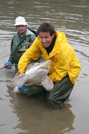 Willi und zwei Mitarbeiter des Fischereibetriebs Wöllershof. Hier werden die riesigen Störe gezüchtet, die vom Aussterben bedroht sind.