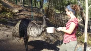 Der Emu legt nur grüne Eier - 1; © BR/BILD + TEXT Medienproduktion GmbH & Co. KG. - Honorarfreie Verwendung gemäß AGB im redaktionellen Zusammenhang mit genannter Sendung bei Nennung "Bild: BR/BILD + TEXT Medienproduktion GmbH & Co. KG.".