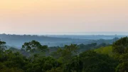 Der Amazonas-Regenwald ist der größte und artenreichste der Erde und umfasst sechs Millionen Quadratkilometer. Auf einem Quadratkilometer finden sich bis zu 1100 verschiedene Baumarten.