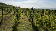 Strahlend blauer Himmel und Sonnenschein, aber die Idylle trügt. Für Anfang Oktober ist es viel zu heiß.