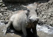 rbb Fernsehen PANDA, GORILLA & CO., TEIL 203, "Geschichten aus dem Zoo Berlin und dem Tierpark Berlin", am Freitag um 21:00 Uhr. Große Freude beim Nachwuchs der Warzenschweine. Die zwei Wochen alten Ferkel dürfen heute das erste Mal auf die Anlage.