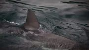 Sometimes sharks enter water so shallow that they can barely swim, and — as a result — their dorsal fins sometimes poke through the surface.