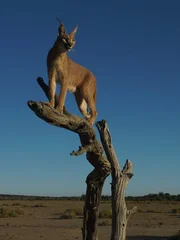 Foto eines Karakals in Namibia, Südafrika.