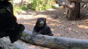 Schwerstarbeit für die Tierpfleger aus dem Allwetterzoo. Ein Malaienbären Männchen kommt in den Zoo. Sein Name: Frodo.